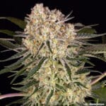 Barney's Farm Seeds AK cannabis plant image 19