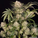 Barney's Farm Seeds AK cannabis plant image 2