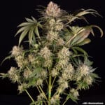 Barney's Farm Seeds AK cannabis plant image 20