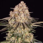 Barney's Farm Seeds AK cannabis plant image 3