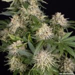 Barney's Farm Seeds AK cannabis plant image 4