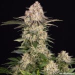 Barney's Farm Seeds AK cannabis plant image 5