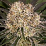 Barney's Farm Seeds AK cannabis plant image 6