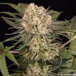 Barney's Farm Seeds AK cannabis plant image 7