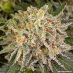 Barney's Farm Seeds AK cannabis plant image 8