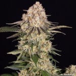 Barney's Farm Seeds AK cannabis plant image 9