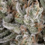 Barney's Farm Seeds Amnesia Haze cannabis plant image 10