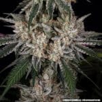 Barney's Farm Seeds Amnesia Haze cannabis plant image 11