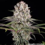 Barney's Farm Seeds Amnesia Haze cannabis plant image 12