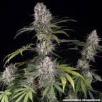 Barney's Farm Seeds Amnesia Haze cannabis plant image 13