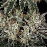 Barney's Farm Seeds Amnesia Haze cannabis plant image 2
