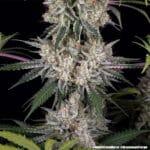 Barney's Farm Seeds Amnesia Haze cannabis plant image 3