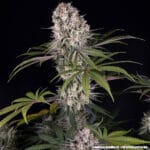 Barney's Farm Seeds Amnesia Haze cannabis plant image 4