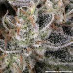 Barney's Farm Seeds Amnesia Haze cannabis plant image 5