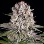 Barney's Farm Seeds Amnesia Haze cannabis plant image 6