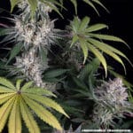 Barney's Farm Seeds Amnesia Haze cannabis plant image 7