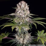 Barney's Farm Seeds Amnesia Haze cannabis plant image 8