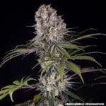 Barney's Farm Seeds Amnesia Haze cannabis plant image 9