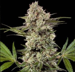 Banana Runtz F1