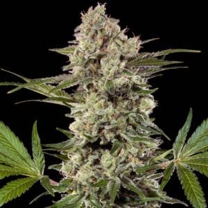 Barney's Farm Seeds Banana Runtz F1 cannabis plant image 1