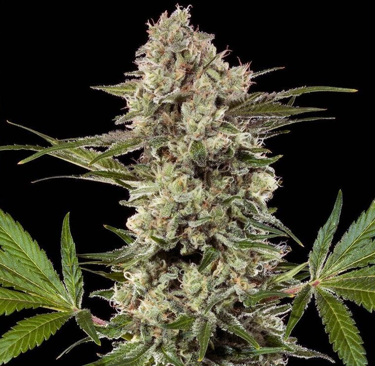 Barney's Farm Seeds Banana Runtz F1 cannabis plant image 1