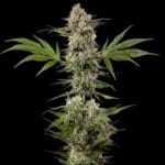 Barney's Farm Seeds Banana Runtz F1 cannabis plant image 2