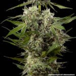 Barney's Farm Seeds Banana Runtz F1 cannabis plant image 3