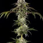 Barney's Farm Seeds Durban Poison F1 cannabis plant image 2