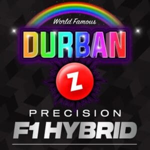 Barney's Farm Seeds Durban Z F1 cannabis plant image 1