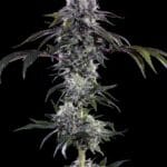 Barney's Farm Seeds Durban Z F1 cannabis plant image 2