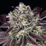 Barney's Farm Seeds GrandDaddy Purple cannabis plant image 2
