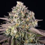Barney's Farm Seeds GrandDaddy Purple cannabis plant image 3
