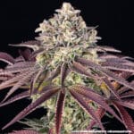 Barney's Farm Seeds GrandDaddy Purple cannabis plant image 4