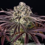 Barney's Farm Seeds GrandDaddy Purple cannabis plant image 5