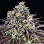 Barney's Farm Seeds GrandDaddy Purple cannabis plant image 6