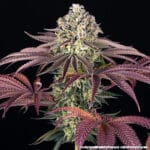 Barney's Farm Seeds GrandDaddy Purple cannabis plant image 7