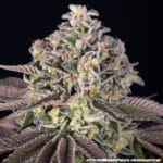 Barney's Farm Seeds GrandDaddy Purple cannabis plant image 8