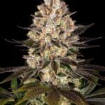 Barney's Farm Seeds Hindu Kush cannabis plant image 2