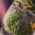 Barney's Farm Seeds Hindu Kush cannabis plant image 3
