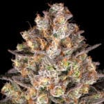Barney's Farm Seeds Hindu Kush cannabis plant image 4
