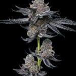 Barney's Farm Seeds LFG cannabis plant image 2