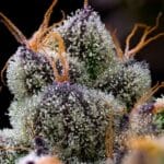 Barney's Farm Seeds LFG cannabis plant image 3
