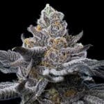 Barney's Farm Seeds LFG cannabis plant image 4