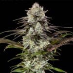 Barney's Farm Seeds London Pound Cake F1 cannabis plant image 2