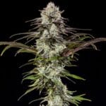 Barney's Farm Seeds London Pound Cake F1 Auto cannabis plant image 2