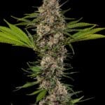 Barney's Farm Seeds MAC1 F1 cannabis plant image 2