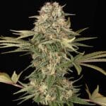 Barney's Farm Seeds Master Kush cannabis plant image 2