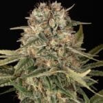 Barney's Farm Seeds Master Kush cannabis plant image 3