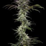 Barney's Farm Seeds RS11 F1 cannabis plant image 2