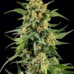 Barney's Farm Seeds Skunk 1 cannabis plant image 2